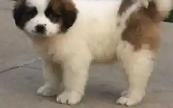 圣伯纳犬|科学训练圣伯纳犬应该遵循的四个基本原则