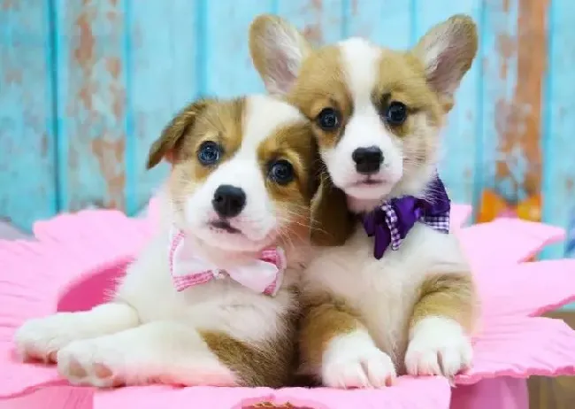 柯基犬|柯基犬常见的寄生虫——壁虱、虱子、疥癣虫