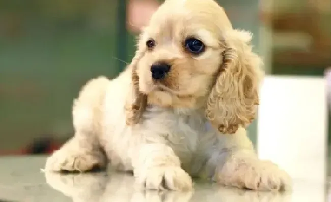 可卡犬|我家可卡犬患上瘟疫了应如何医治才能好的快