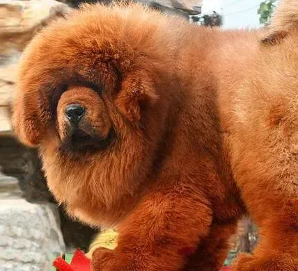 藏獒|怎么让藏獒的腿变得粗壮有力