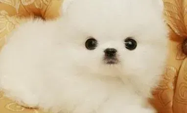 博美犬|宠物断奶完美规划书 怎样照顾断奶后的博美犬