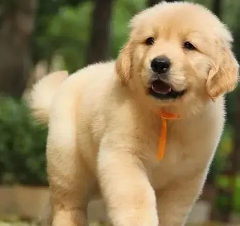 金毛|金毛犬有哪些不好的习惯需要及时纠正