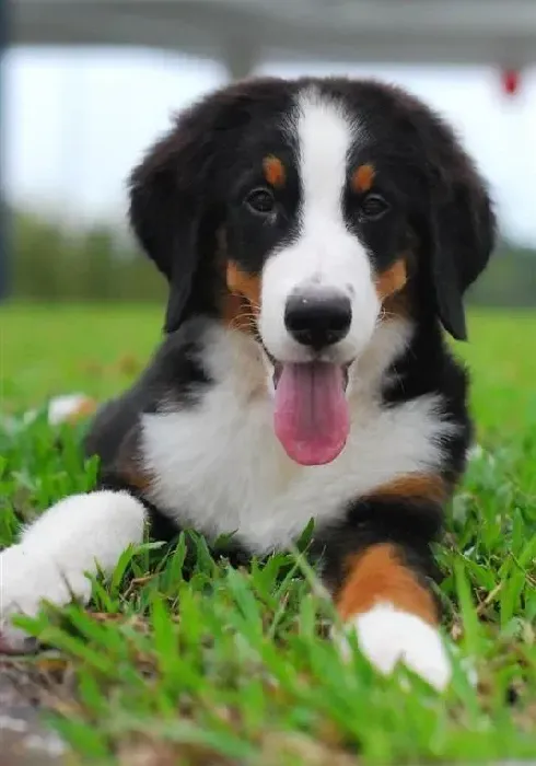 伯恩山犬|四个月的伯恩山犬能不能吃芒果