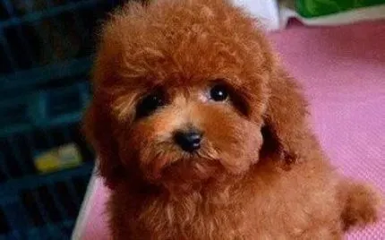 贵宾犬|“调皮小子”贵宾犬喜欢乱咬家具应该怎么办