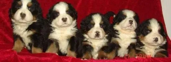 伯恩山犬|求专家判断我家伯恩山犬得的是什么病