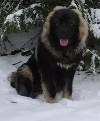 高加索犬|须知带高加索犬外出游玩要做好的准备