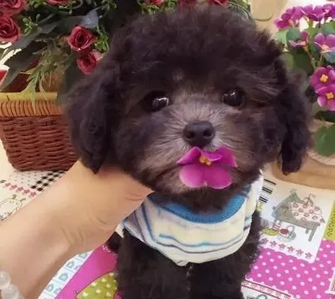 泰迪犬|泰迪犬是最适合老年人饲养的小型犬之一