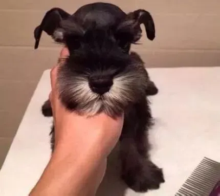 雪纳瑞|聪明的雪纳瑞，你的不二之选