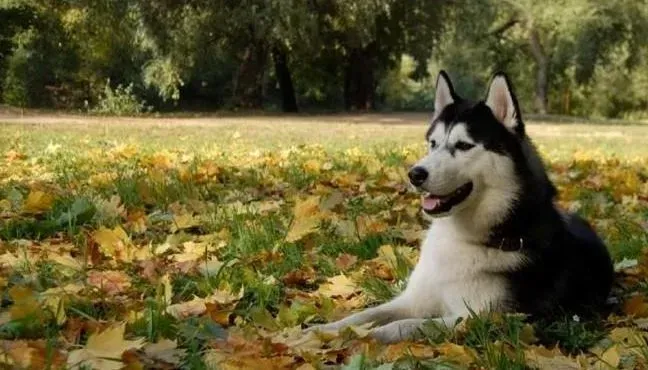 阿拉斯加犬|饲养阿拉斯加雪橇犬要注意预防夏季综合症