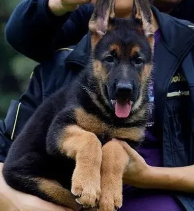 德国牧羊犬|照顾才出世的德国牧羊犬有哪些小窍门