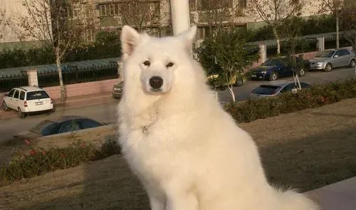 萨摩耶犬的特征 萨摩耶犬的听觉很敏锐 | 萨摩耶