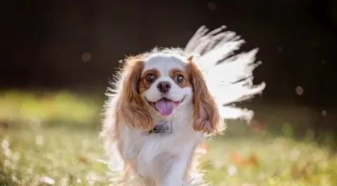 查理士王小猎犬饲养 补充些钙质是很有必要的 | 查理士王小猎犬