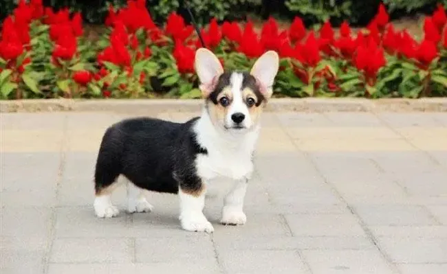 柯基犬|怎样让柯基犬学会食用固体食物