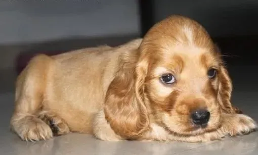 可卡犬|当可卡犬患上了心衰如何医治