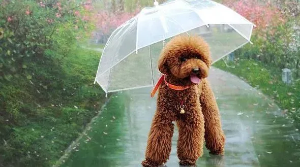 泰迪犬|泰迪犬雨季外出必备小工具 泰迪犬雨季外出不用愁