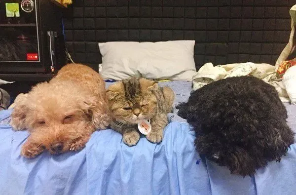 粗心爸爸忘记关上遮风罩 兜风猫肉脸被风吹成麻糬 | 猫