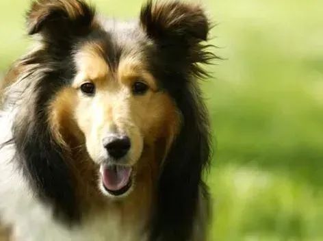 喜乐蒂|美丽再绽放 如何给喜乐蒂犬修剪指甲