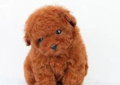 贵宾犬|贵宾犬是否会脱毛的解答