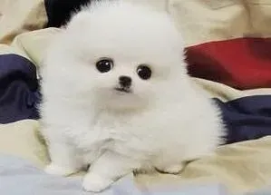 博美犬|在家为博美犬洗澡的正确步骤和方法