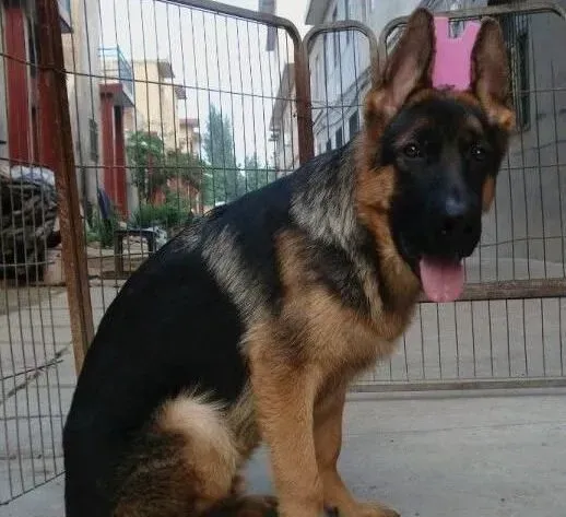 德国牧羊犬|给德国牧羊犬洗澡要了解的一些事情
