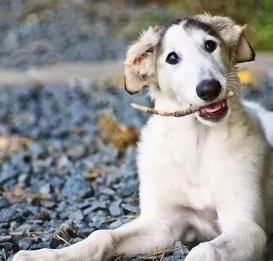 苏俄猎狼犬性格 是一种绅士安静可爱的伴侣 | 苏俄猎狼犬