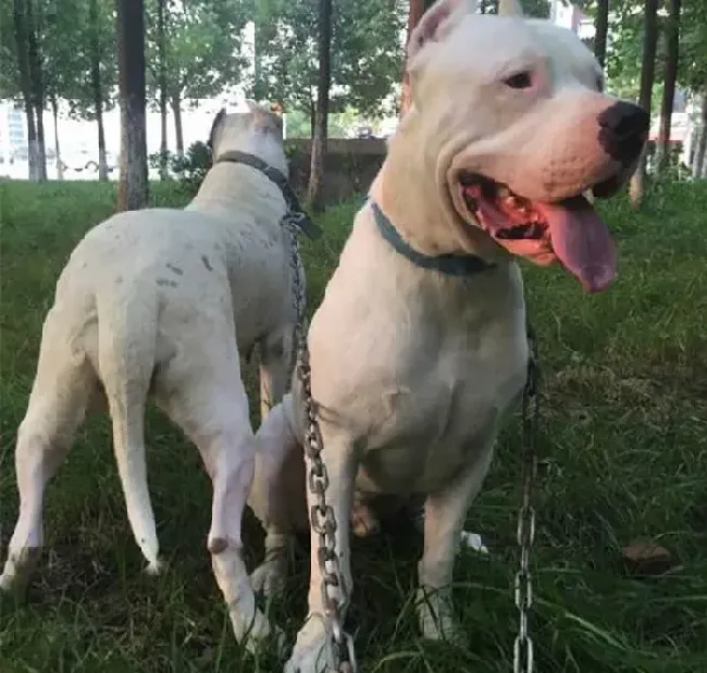 杜高犬|杜高犬后腿无力，有时抽搐 求救