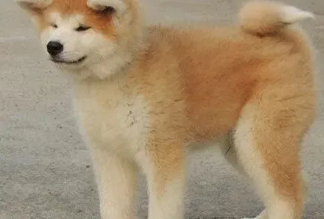 秋田犬|怎样在秋季科学的饲养秋田犬