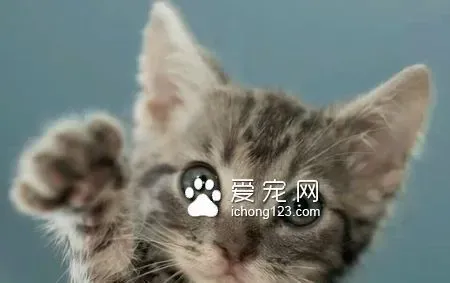 被猫抓了会死吗 猫抓病还是可防可治的 | 狗粮