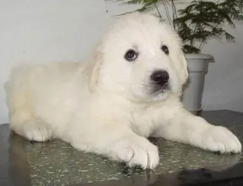 大白熊犬|怎样喂养大白熊犬才是真正科学的
