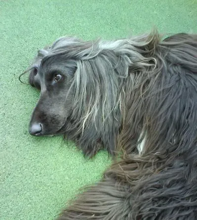 阿富汗猎犬怕热吗 夏天预防皮肤病 | 阿富汗猎犬