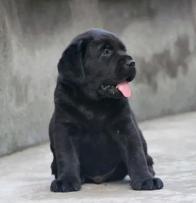 拉布拉多|最实用驱除拉布拉多犬身上寄生虫的新招