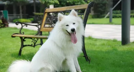 如何训练狗狗听话 详解训练犬听话的方法 | 狗