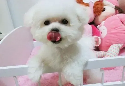 比熊犬|求专家帮忙看看我家比熊犬是不是怀孕了