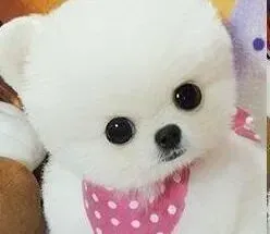 博美犬|哪些现象说明博美犬脱毛情况异常