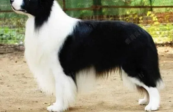 边境牧羊犬|给公的边境牧羊犬做绝育手术需要注意什么