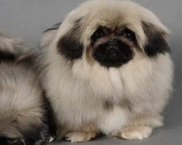 京巴狗|2个半月的京巴犬应怎么喂养