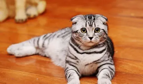 折耳猫配种的方法 配种需要注意什么?| 折耳猫