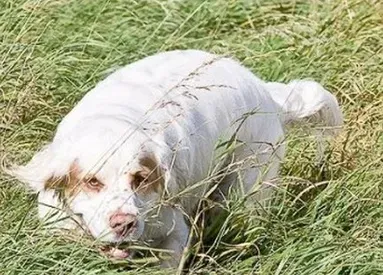 克伦伯猎鹬犬怎么喂养 正确的换食方法 | 克伦伯猎鹬犬