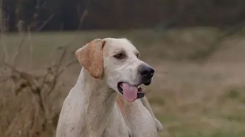 猎狐犬的智商 智商排名第46位不易训练 | 猎狐犬