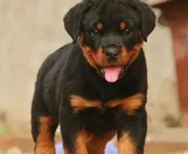 罗威纳犬|可不可以给罗威纳犬剃毛发