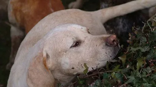 猎狐犬怎么训练 训练后喂食不可操之过急 | 猎狐犬