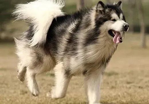 阿拉斯加犬|清理有妙招 轻松清理掉阿拉斯加犬的眼屎