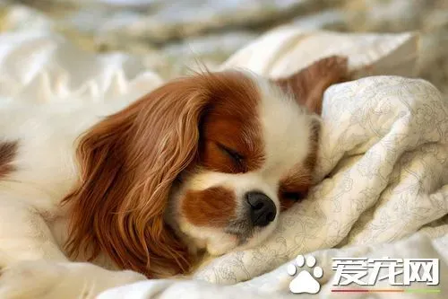 查理士王小猎犬饲养 补充些钙质是很有必要的 | 查理士王小猎犬