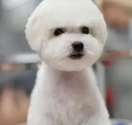 比熊犬|比熊犬吐红色粘液是怎么了