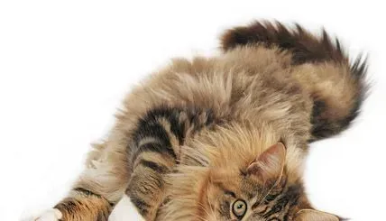 缅因猫吃什么猫粮好 猫粮的成分介绍 | 缅因猫