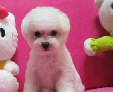 比熊犬|想要给比熊犬美毛喂些什么食物好