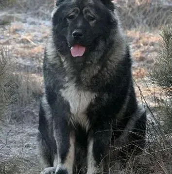 高加索犬|不要怪味不要臭味 高加索犬身上的气味怎样去除