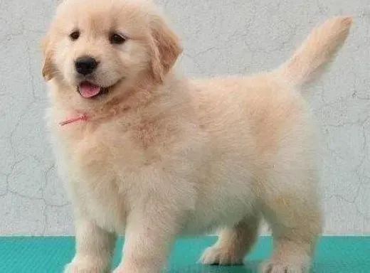 金毛|如何护理第一天出生的金毛犬宝宝