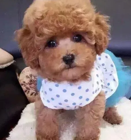 贵宾犬|老年的贵宾犬也需要定期美容