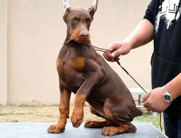 杜宾犬|杜宾犬吃了块西瓜导致拉稀不会有事吧